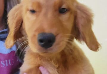 AKC Golden Retriever Puppies