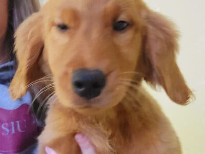 AKC Golden Retriever Puppies