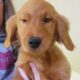 AKC Golden Retriever Puppies