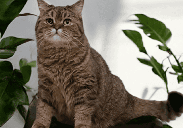 Golden Spotted Tabby Girl