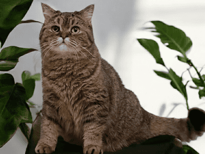 Golden Spotted Tabby Girl