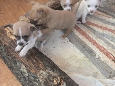 Chihuahua Puppies