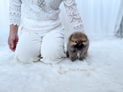 Teacup Pomeranian Harmony