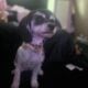 Need Rehome ASAP