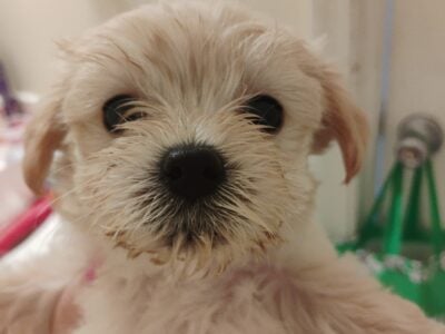 Rehoming my two little Morkie pups.