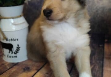 AKC Collie Puppies