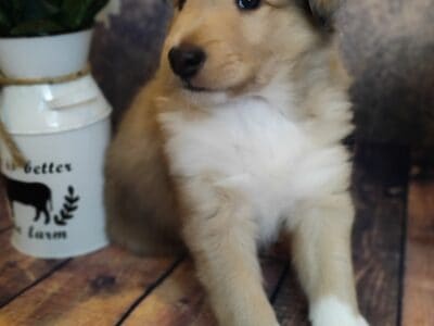 AKC Collie Puppies