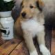 AKC Collie Puppies