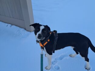 Mixed Breed 2 y/o