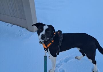 Mixed Breed 2 y/o