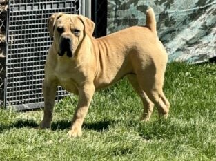 Female South African Boerboel For Sale
