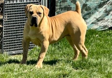 Female South African Boerboel For Sale