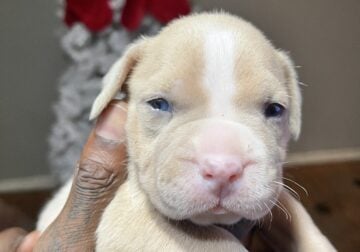 Female Pocket Bully!