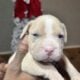 Female Pocket Bully!