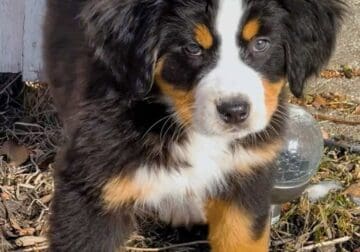 Bernese Mountain Dog with Aussie