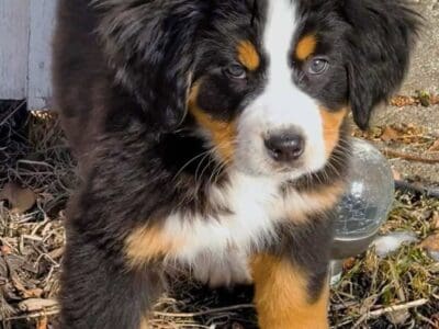 Bernese Mountain Dog with Aussie