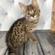 F1 Savannah Kittens for sale March 29th 2025