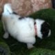 American Akita puppies