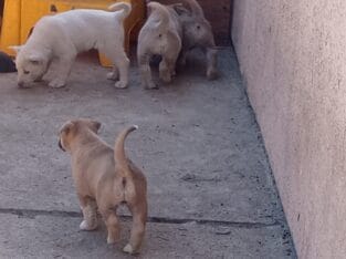 FREE PUPPIES