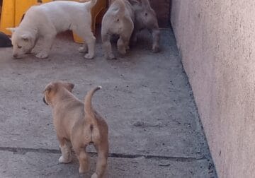 FREE PUPPIES