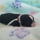 Yorkie~Chihuahua Chorkie Puppies