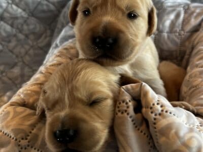 AKC Golden Retriever