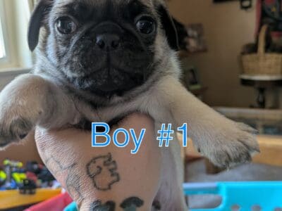 Pugs!