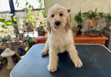 CKC Goldendoodle Puppies For Sale