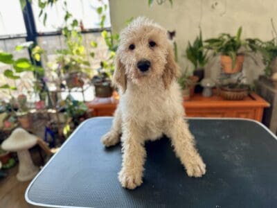CKC Goldendoodle Puppies For Sale