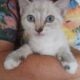 Siamese X ragdoll kittens for sale