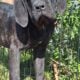 Neapolitan Mastiff Puppies