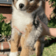 Toy Australian Shepherd puppies