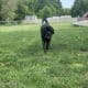 English Mastiff Puppies