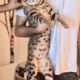 F5 Savannah Cat for Adoption