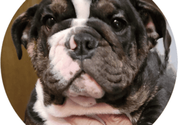 English Bulldog puppies for sale