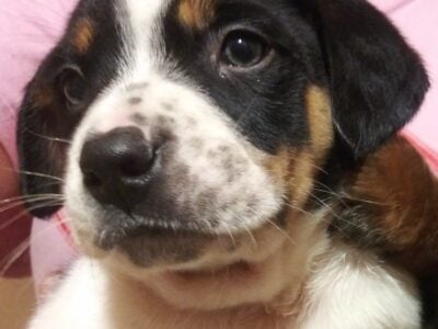 Family puppy dog needs home