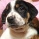 Family puppy dog needs home