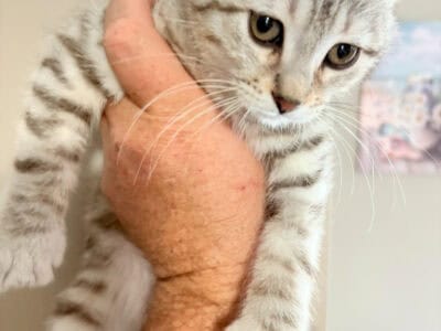 Amazing 13 week old Highland Lynx Female