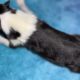 AKC Rough collies ready for homes April 10th 2025