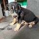 Red Heeler – Mini Aussie puppies