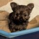 Yorkie-pom