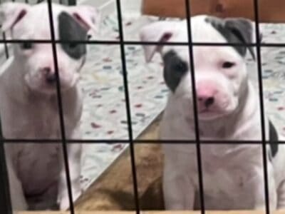 Blue & White Pit Bull Puppies