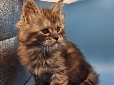 Pure Maine Coon Kittens
