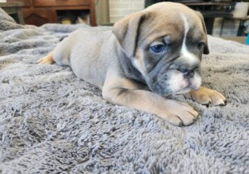 Olde English Bulldogge Puppies