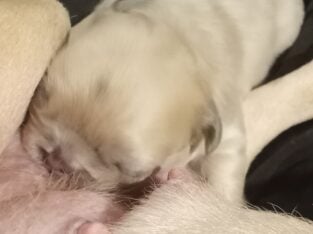 Fluffy platinum cream blue merle French bulldog pu