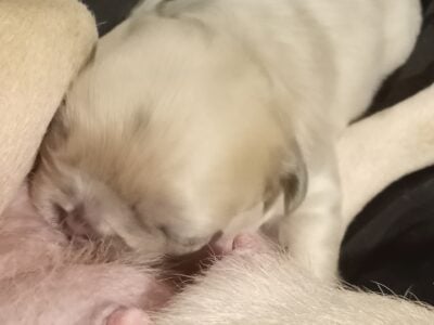 Fluffy platinum cream blue merle French bulldog pu