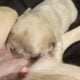 Fluffy platinum cream blue merle French bulldog pu