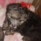 boy Yorkie
