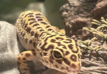 Leopard gecko with tank and accesories
