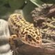 Leopard gecko with tank and accesories